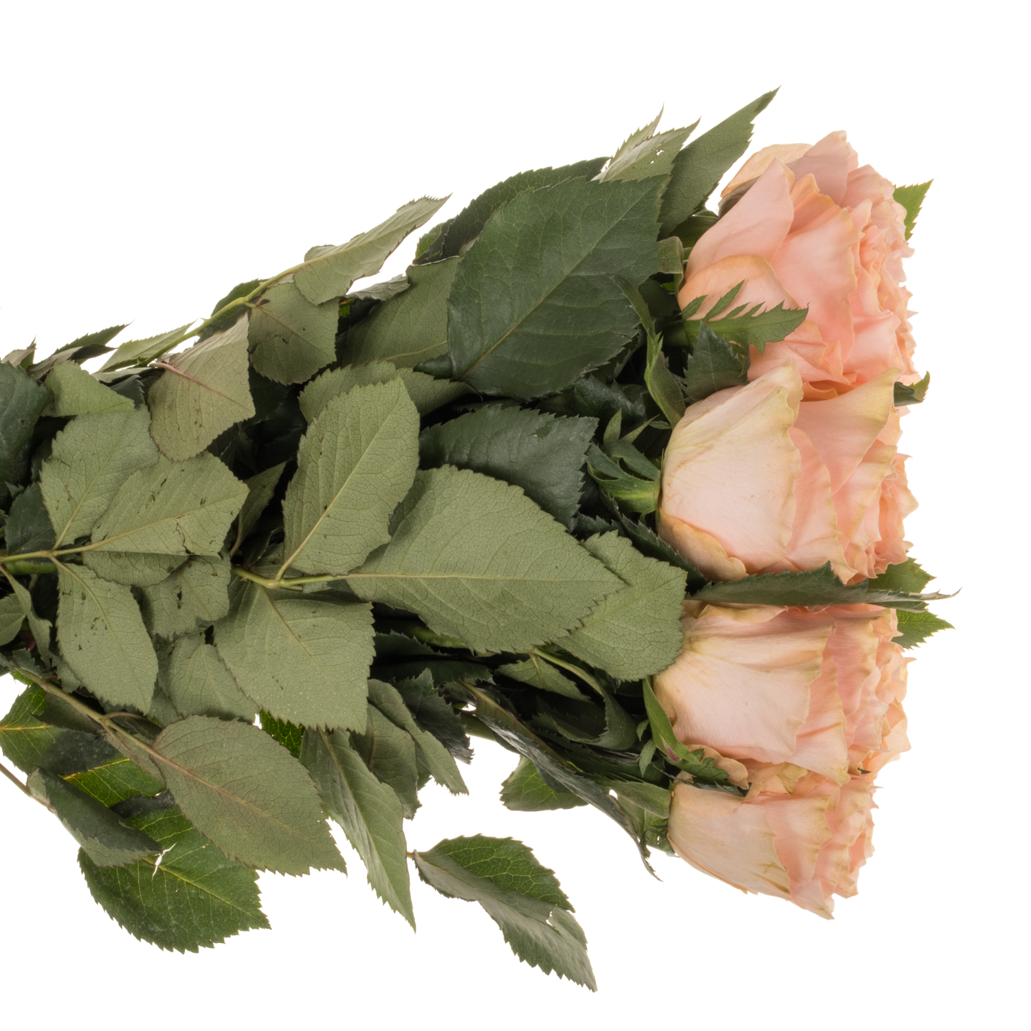 Rose lachs Princess Crown 60cm