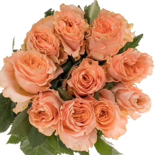 Rose lachs Princess Crown 60cm