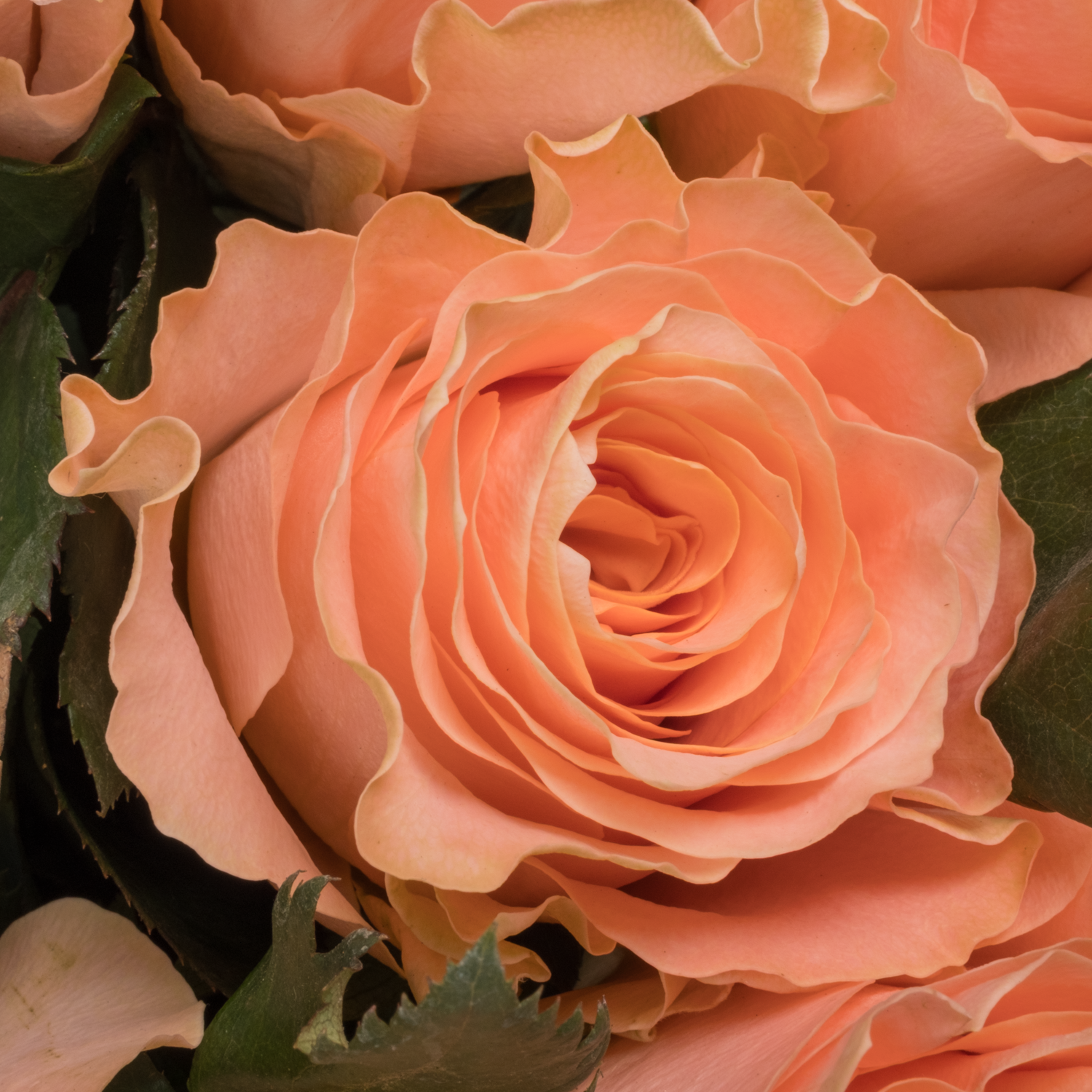 Rose lachs Princess Crown 60cm