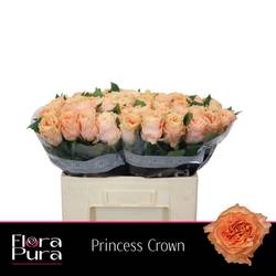 Rose lachs Princess Crown 60cm