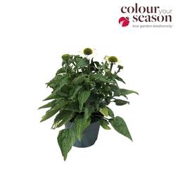 Echinacea weiss Sombrero T19 H040