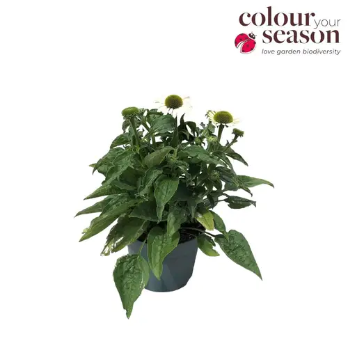 Echinacea weiss Sombrero T19 H040