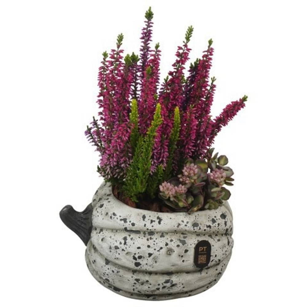 Garten.Arr PTHO7678 Herbst T18 H029