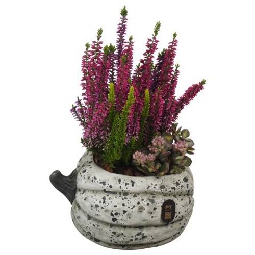 Garten.Arr PTHO7678 Herbst T18 H029