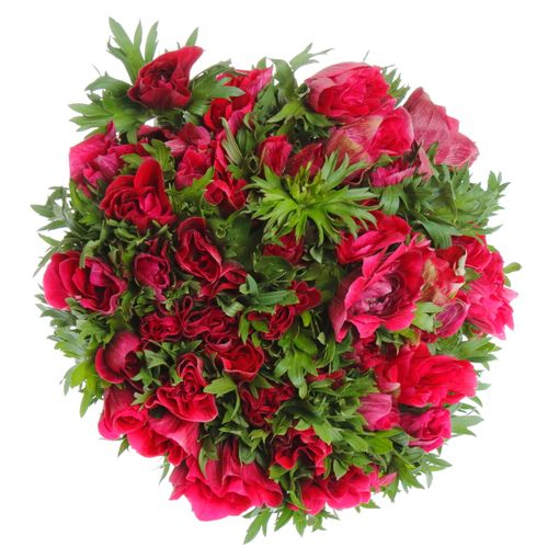 Anemone cerise/rot Super 40cm