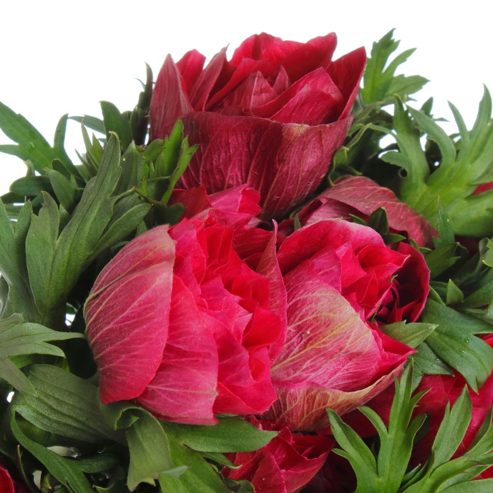 Anemone cerise/rot Super 40cm