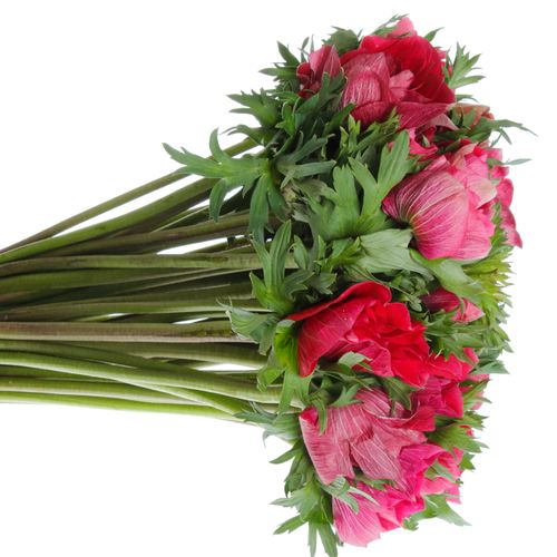 Anemone cerise/rot Super 40cm