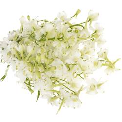 Delphinium weiss x 40 95cm