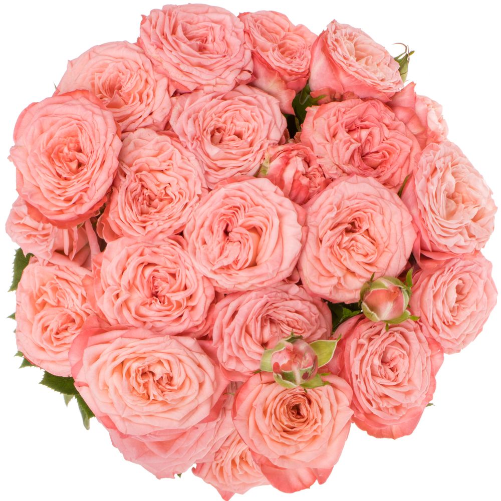 Rose verzweigt lachs First Date 5+Blüte 70cm