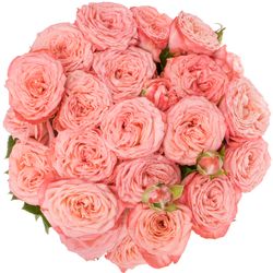 Rose verzweigt lachs First Date 5+Blüte 70cm