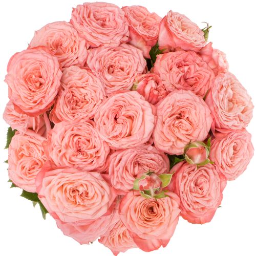 Rose verzweigt lachs First Date 5+Blüte 70cm