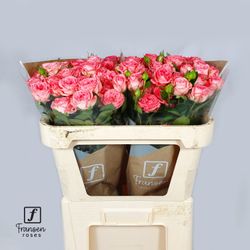 Rose verzweigt lachs First Date 5+Blüte 70cm