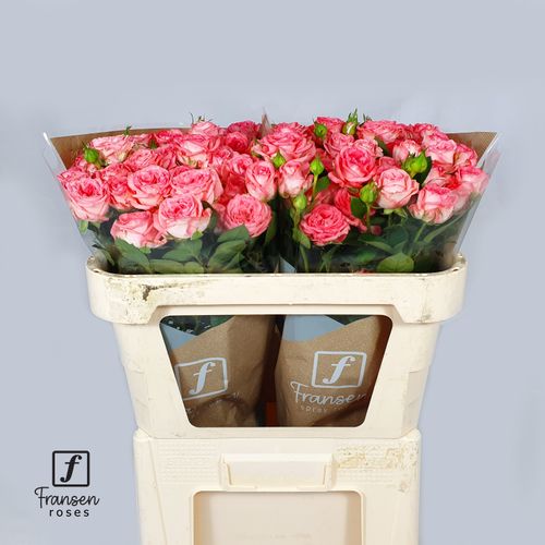 Rose verzweigt lachs First Date 5+Blüte 70cm