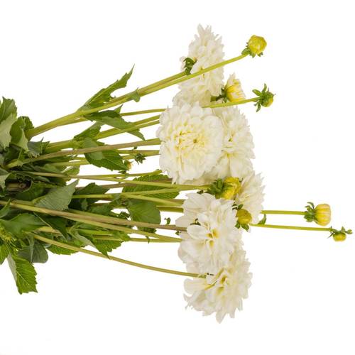 Dahlia weiss love 50cm