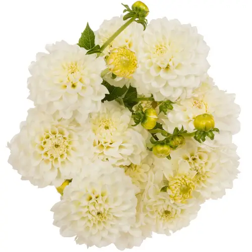 Dahlia weiss love 50cm