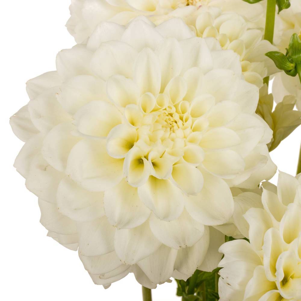 Dahlia weiss love 50cm