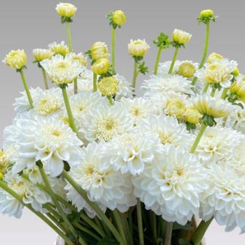Dahlia weiss love 50cm