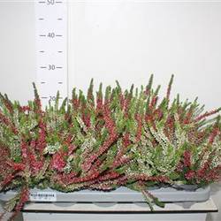 Calluna Nova duo Schn. Von Uhr T10,5 H15