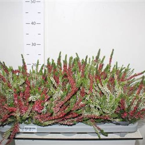 Calluna Nova duo Schn. Von Uhr T10,5 H15