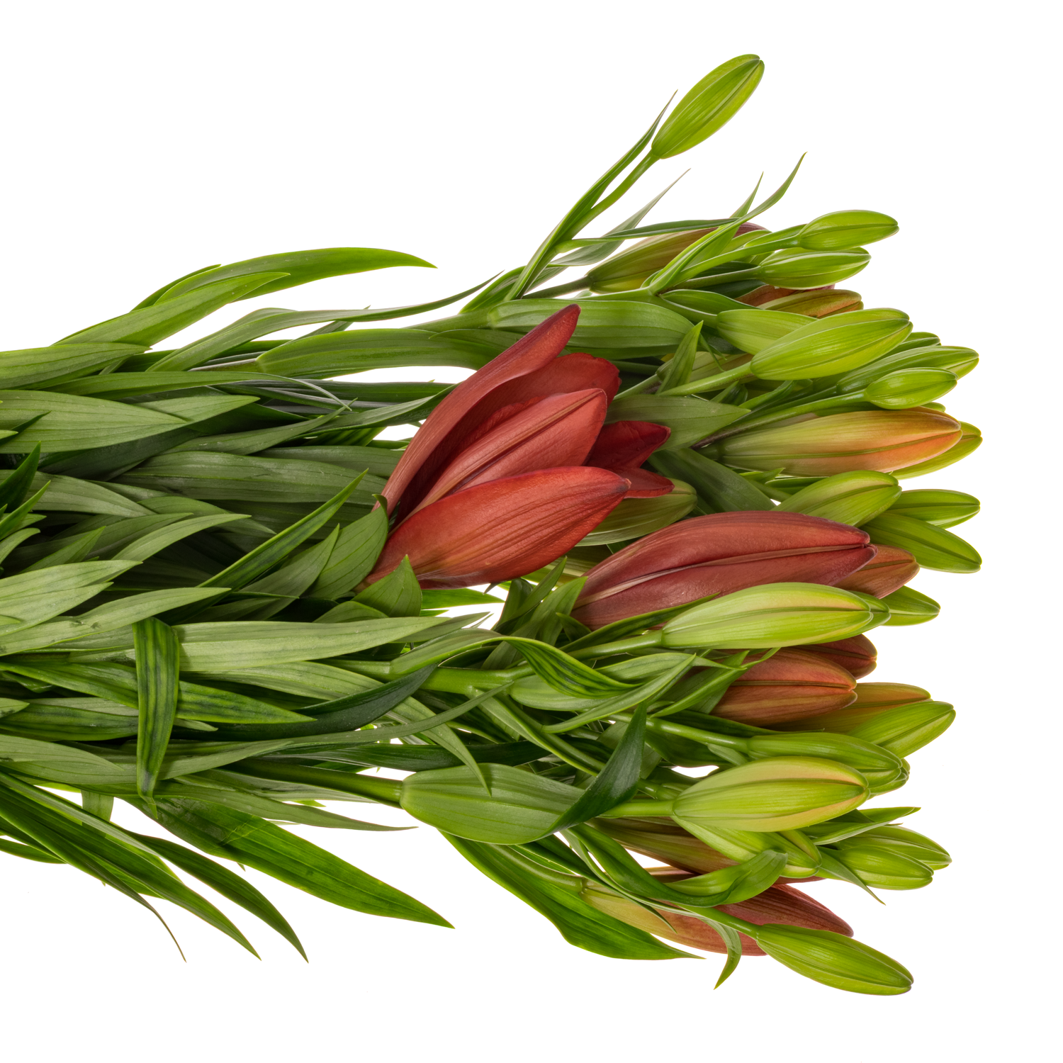 Lilie asiatisch dunkel rot Vuelta 5+Blüte 90cm