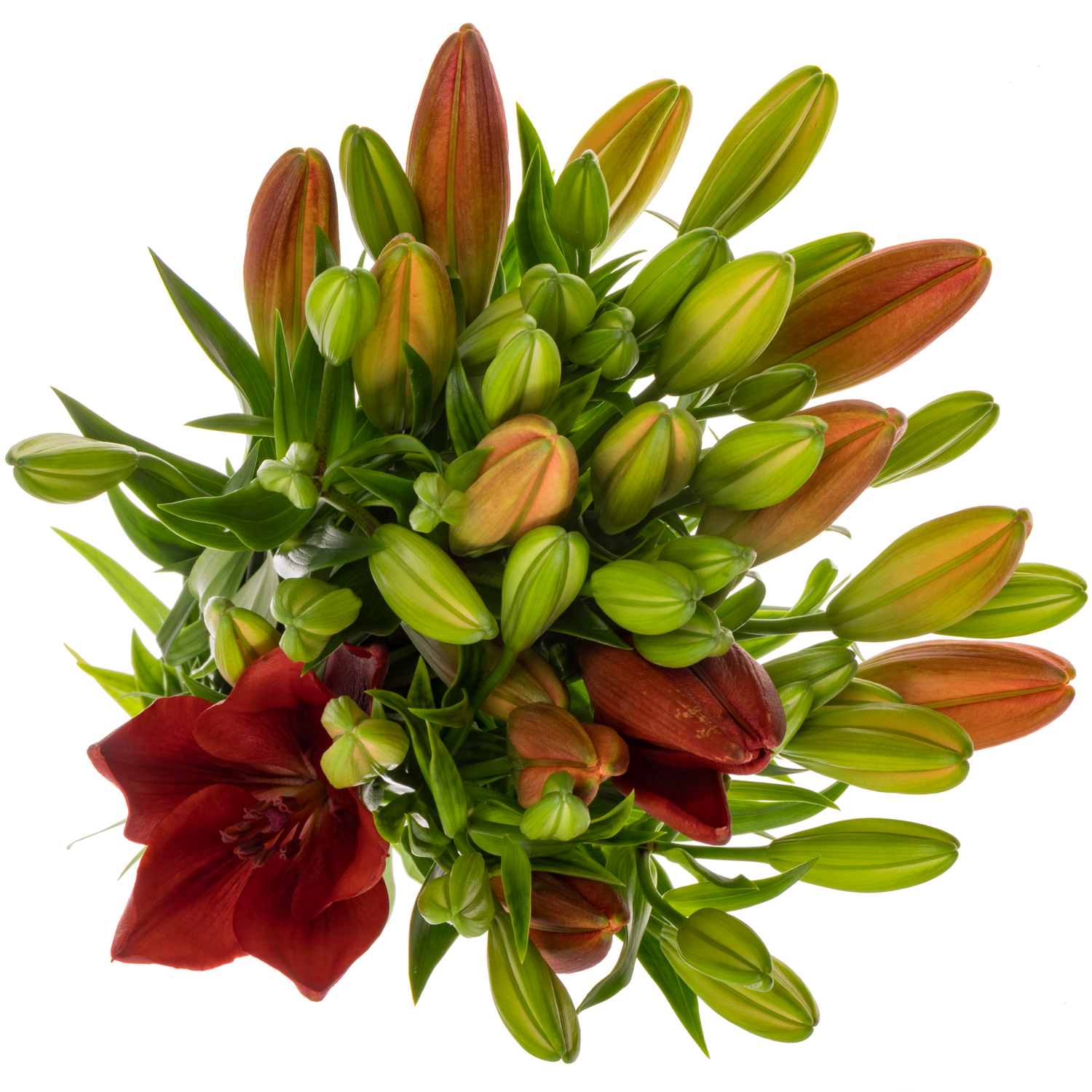 Lilie asiatisch dunkel rot Vuelta 5+Blüte 90cm