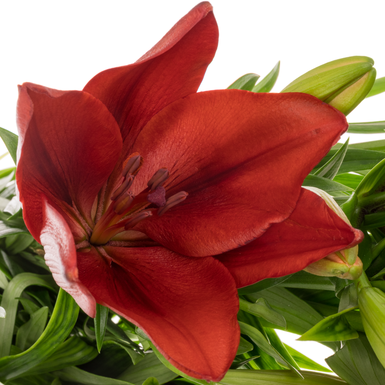 Lilie asiatisch dunkel rot Vuelta 5+Blüte 90cm