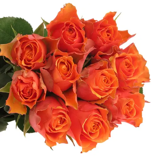 Rose orange Arancio 70cm