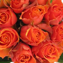 Rose orange Arancio 70cm