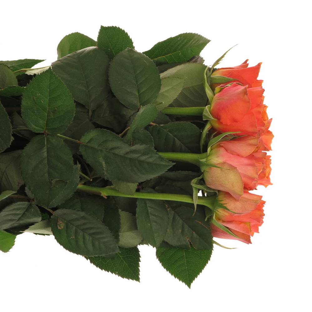 Rose orange Arancio 70cm