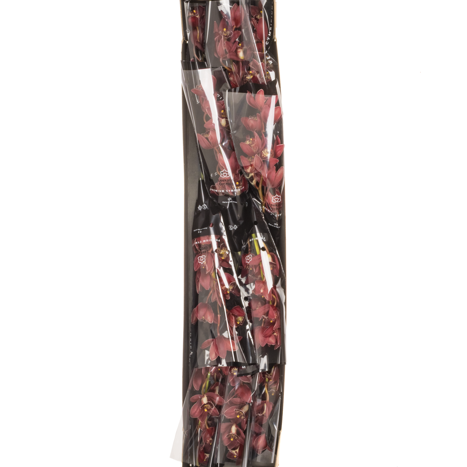 Mini Cymbidium rot Roy 40cm 8+Blüte