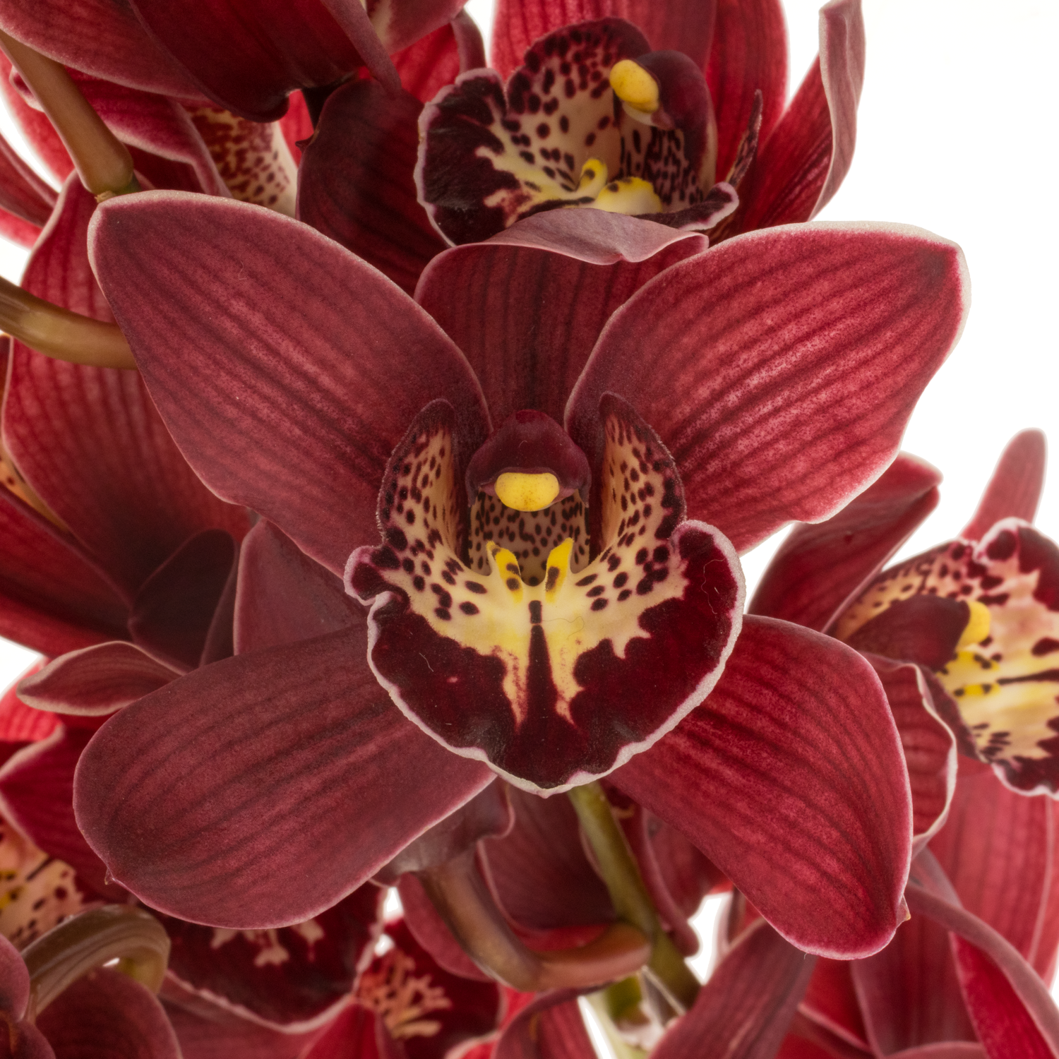 Mini Cymbidium rot Roy 40cm 8+Blüte