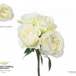 Rose verzweigt creme Blanche 50cm