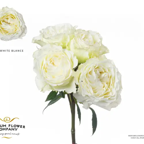 Rose verzweigt creme Blanche 50cm