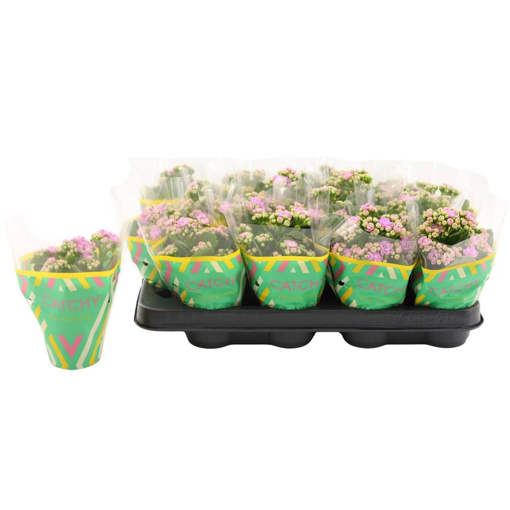 Kalanchoe Gef. rosa Catchy Season T08 H015