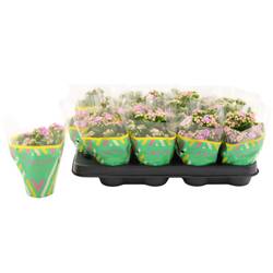 Kalanchoe Gef. rosa Catchy Season T08 H015