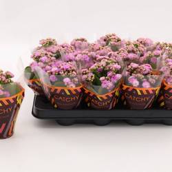 Kalanchoe Gef. rosa Catchy Season T08 H015