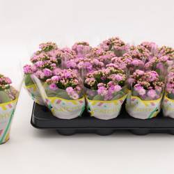 Kalanchoe Gef. rosa Catchy Season T08 H015