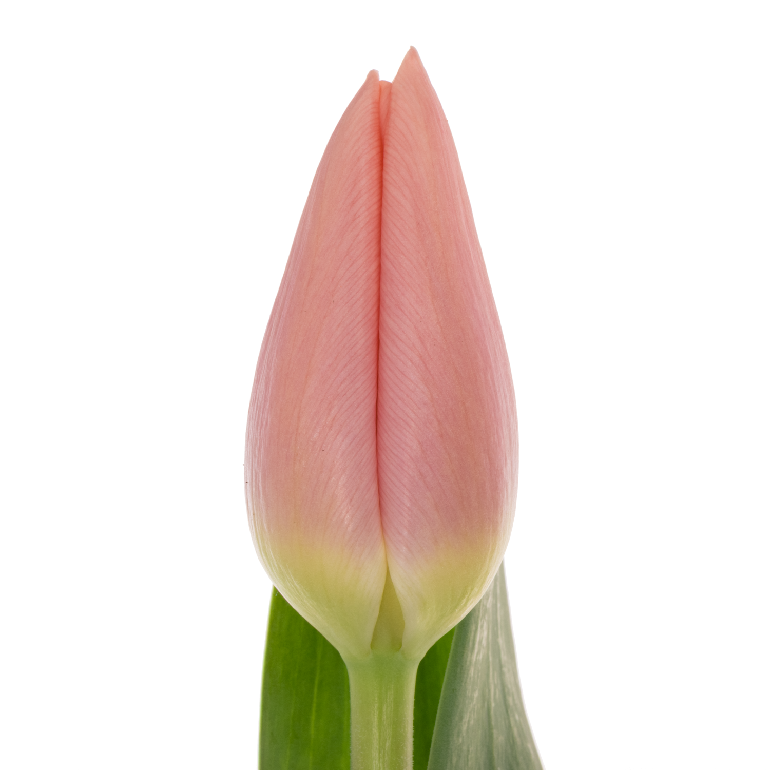 Tulpe rosa Maskovri 34 Gramm