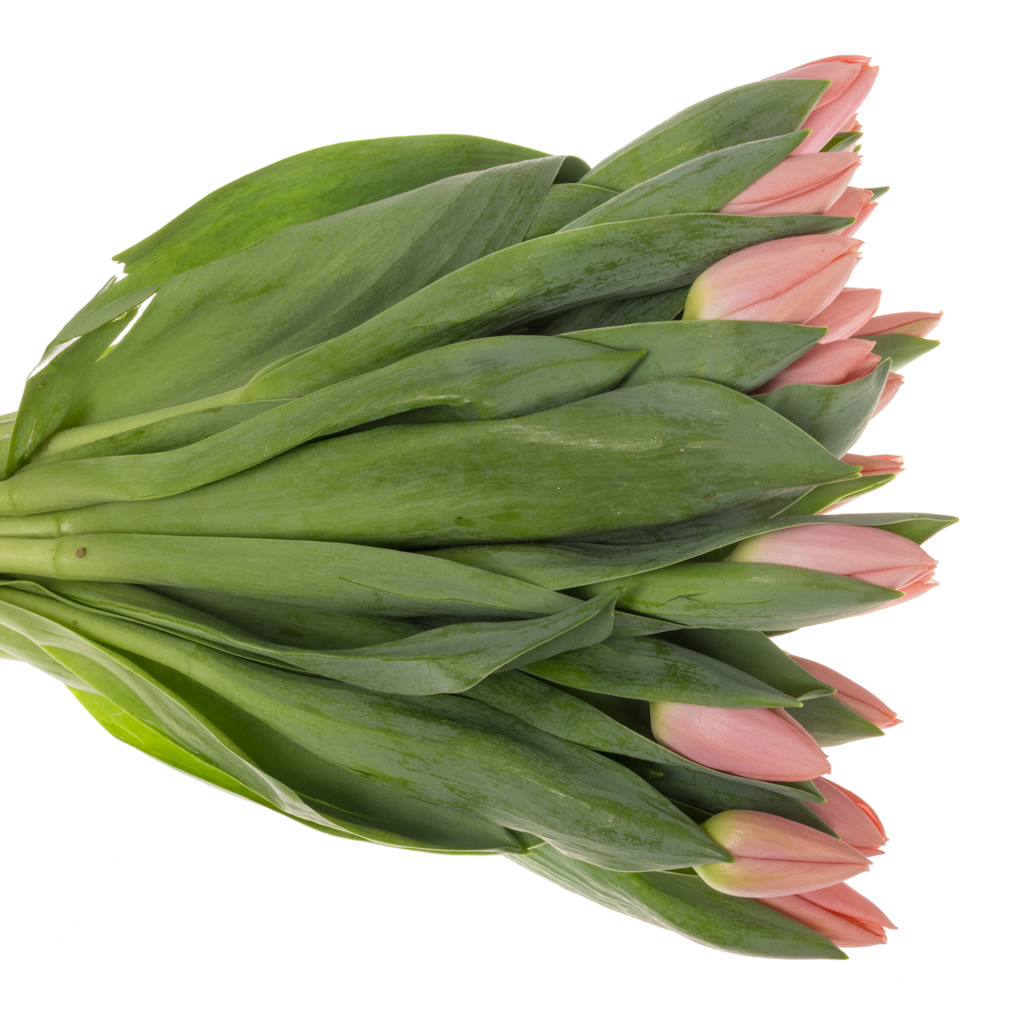 Tulpe rosa Maskovri 34 Gramm