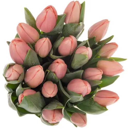 Tulpe rosa Maskovri 34 Gramm