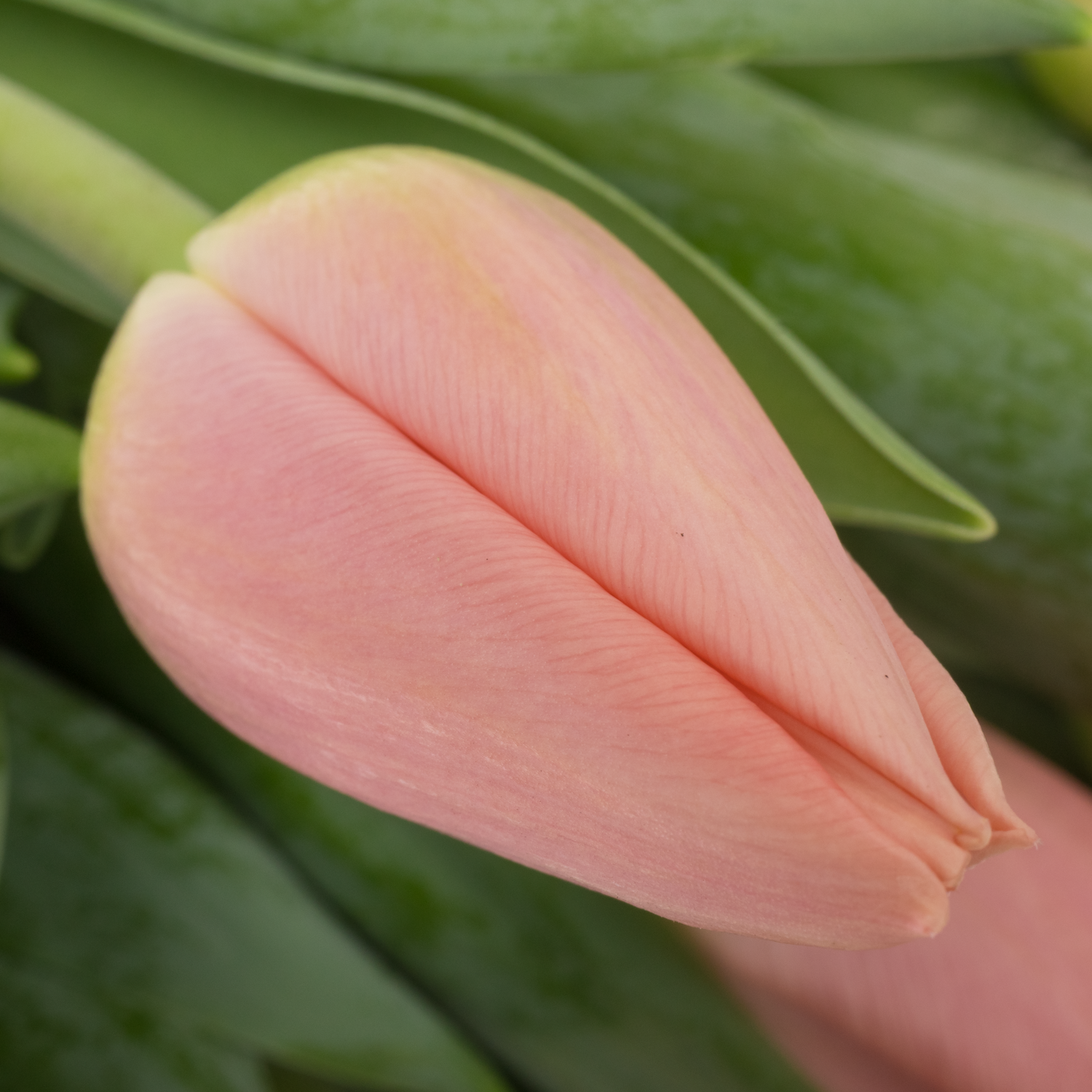 Tulpe rosa Maskovri 34 Gramm