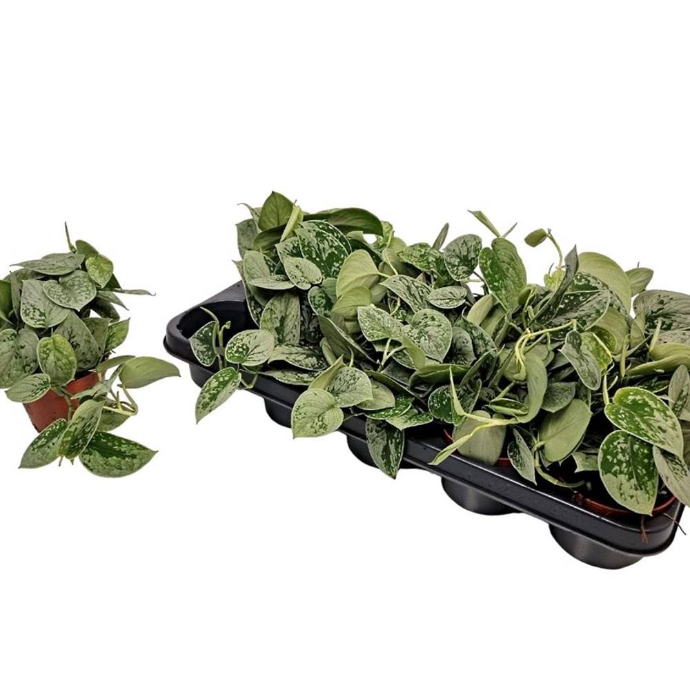 Scindapsus Silvery Ann T11 H10