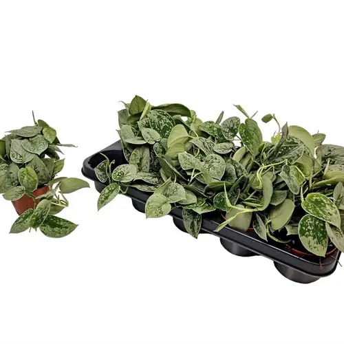 Scindapsus Silvery Ann T11 H10