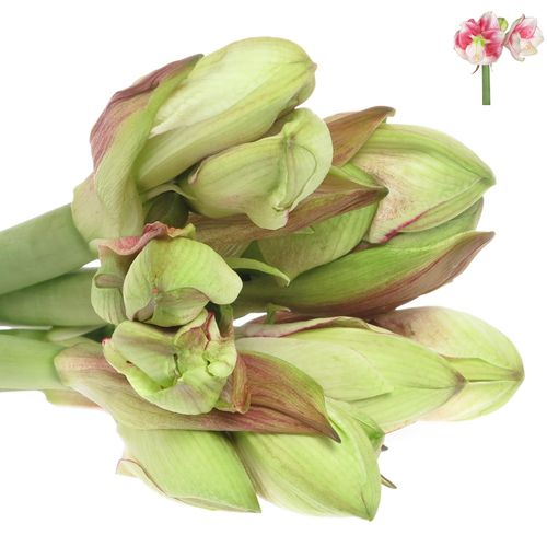 Amaryllis weiss/pink Exception 