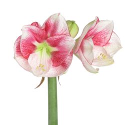 Amaryllis weiss/pink Exception 