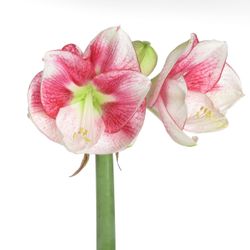 Amaryllis weiss/pink Exception 