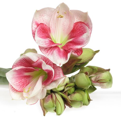 Amaryllis weiss/pink Exception 
