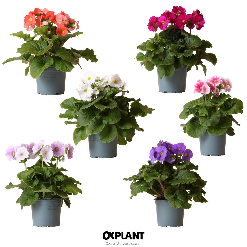 Primula Obconica mix Sweet Kisses T12 H025