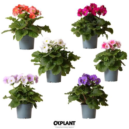 Primula Obconica mix Sweet Kisses T12 H025