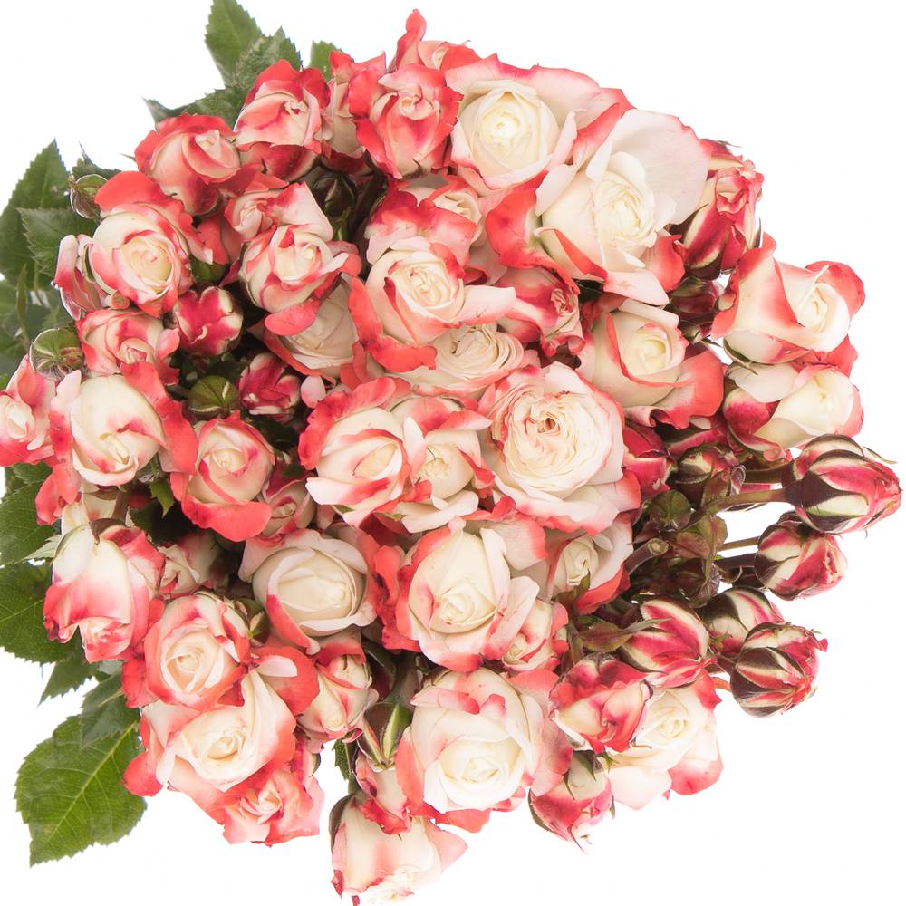 Rose creme/rot Freiland Carnaval 40cm 3+Blüte